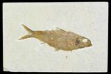 Detailed Fossil Fish (Knightia) - Wyoming #104182-1